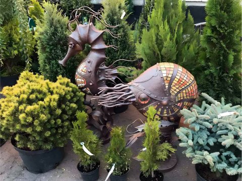 Konik morski i... - kuta...